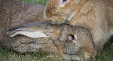 Proč se králíček nechce pářit